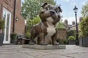 Cartoon Staffordshire bull terrier sculpture in gloss-painted fibreglass on a Manchester patio